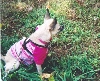 Sable outside