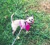 Sable outside