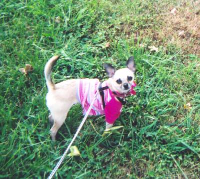 Sable outside
