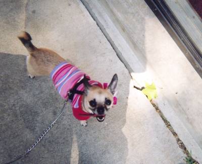 Sable outside