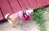 Sable outside