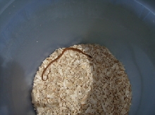 snake 1