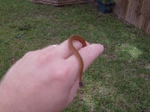 snake 2