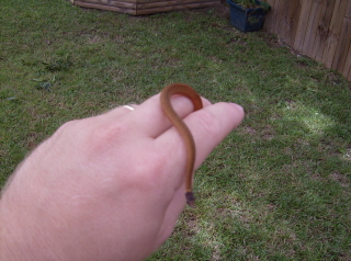 snake 2