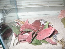 geckos!