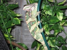 male veiled