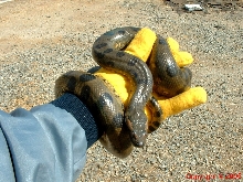 Green Anaconda Female Five Feet 8.14.05