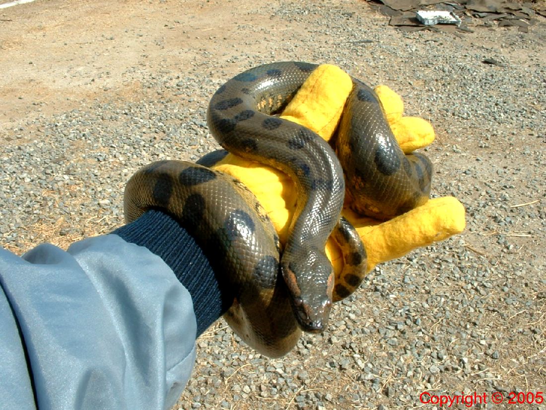 Green Anaconda Female Five Feet 8.14.05