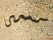 Green Anaconda Female Five Feet 8.14.05