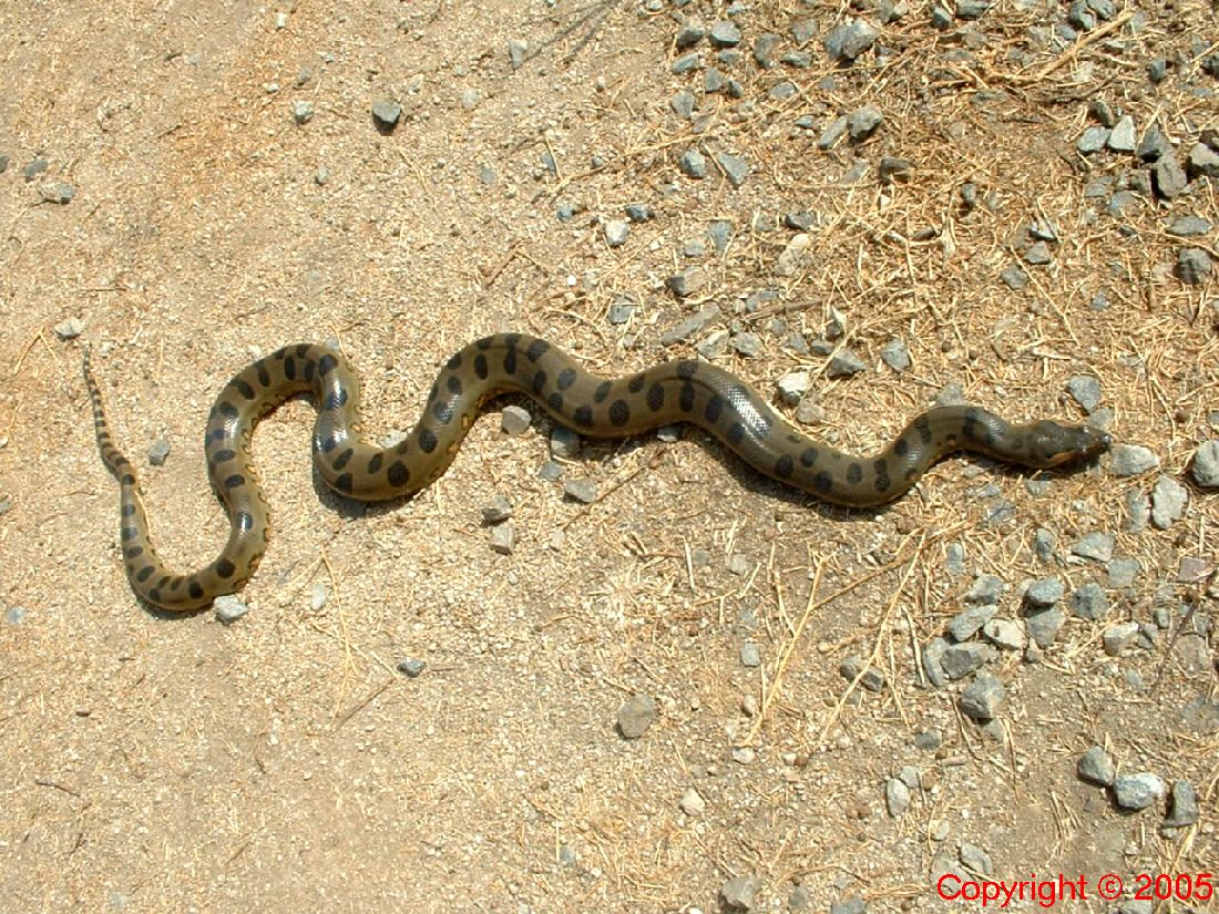 Green Anaconda Female Five Feet 8.14.05