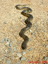 Green Anaconda Female Five Feet 8.14.05