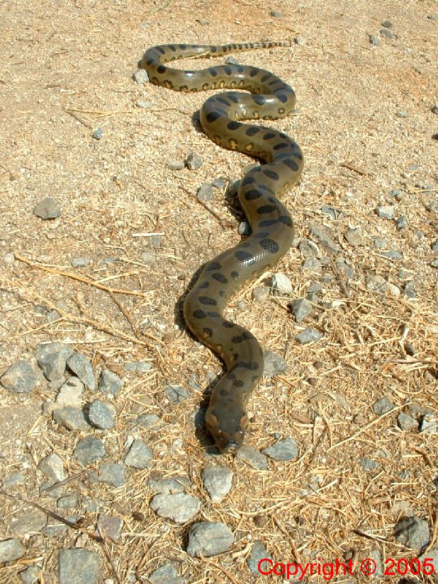 Green Anaconda Female Five Feet 8.14.05