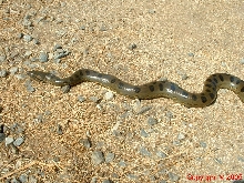 Green Anaconda Female Five Feet 8.14.05