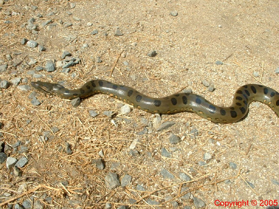 Green Anaconda Female Five Feet 8.14.05