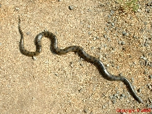 Green Anaconda Female Five Feet 8.14.05