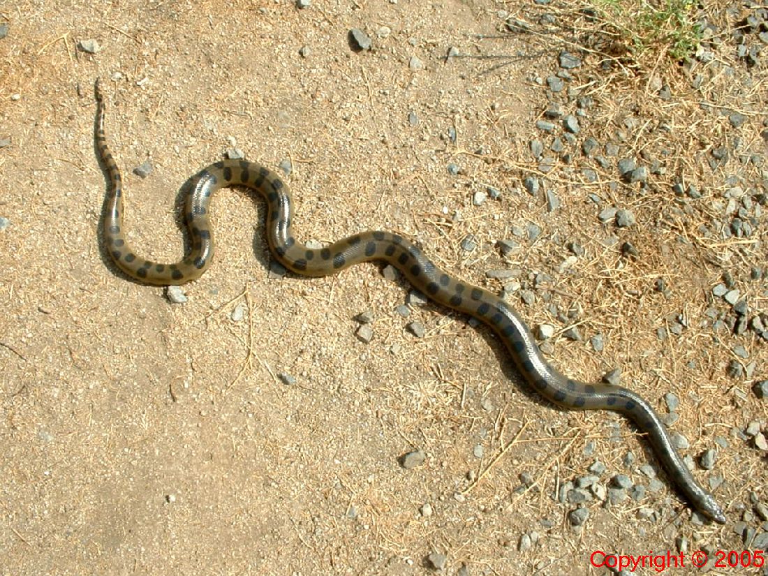 Green Anaconda Female Five Feet 8.14.05