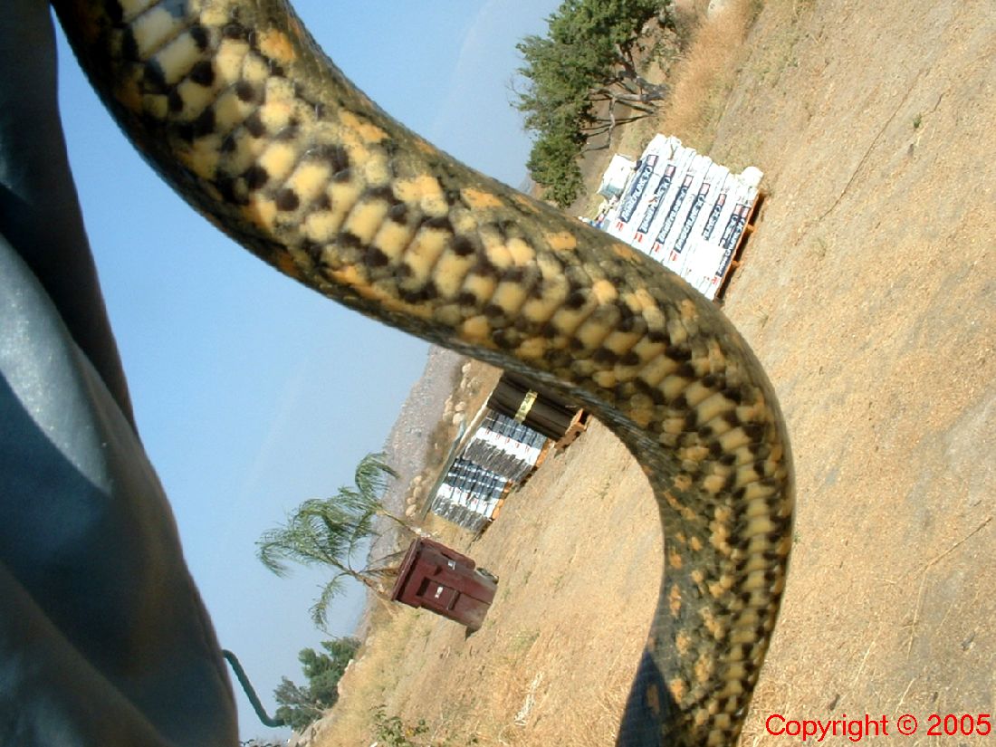 Green Anaconda Belly Female Five Feet 8.14.05