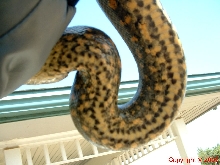 Green Anaconda Female Belly Five Feet 8.14.05
