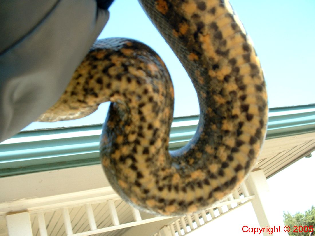 Green Anaconda Female Belly Five Feet 8.14.05