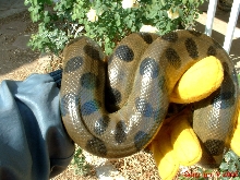 Green Anaconda Five Feet Hand 8.14.05