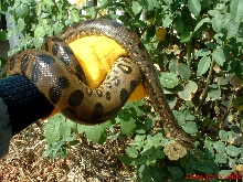 Green Anaconda Male Four Feet Hand II 8.14.05