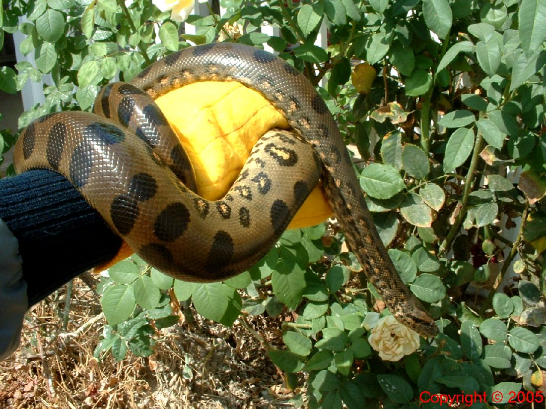 Green Anaconda Male Four Feet Hand II 8.14.05