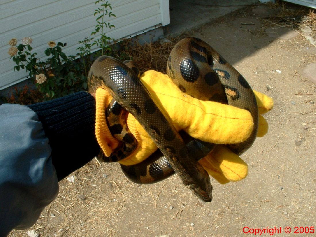 Green Anaconda Male Four Feet Hand 8.14.05