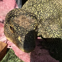 Lizard