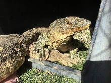 Lizard