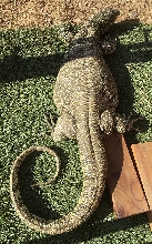 Lizard