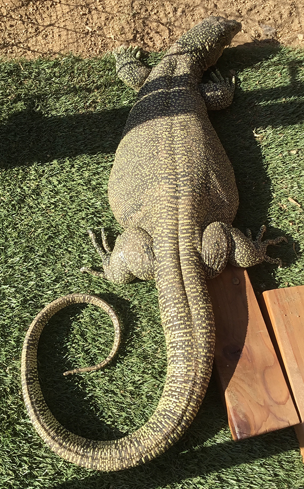 Lizard