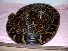 Rikki the Burmese Python (girl)