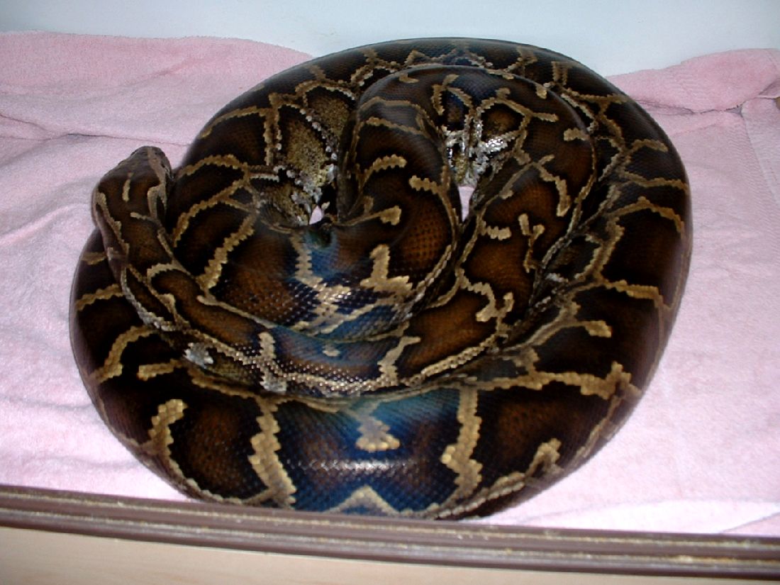 Rikki the Burmese Python (girl)