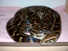 Rikki the Burmese Python (girl)