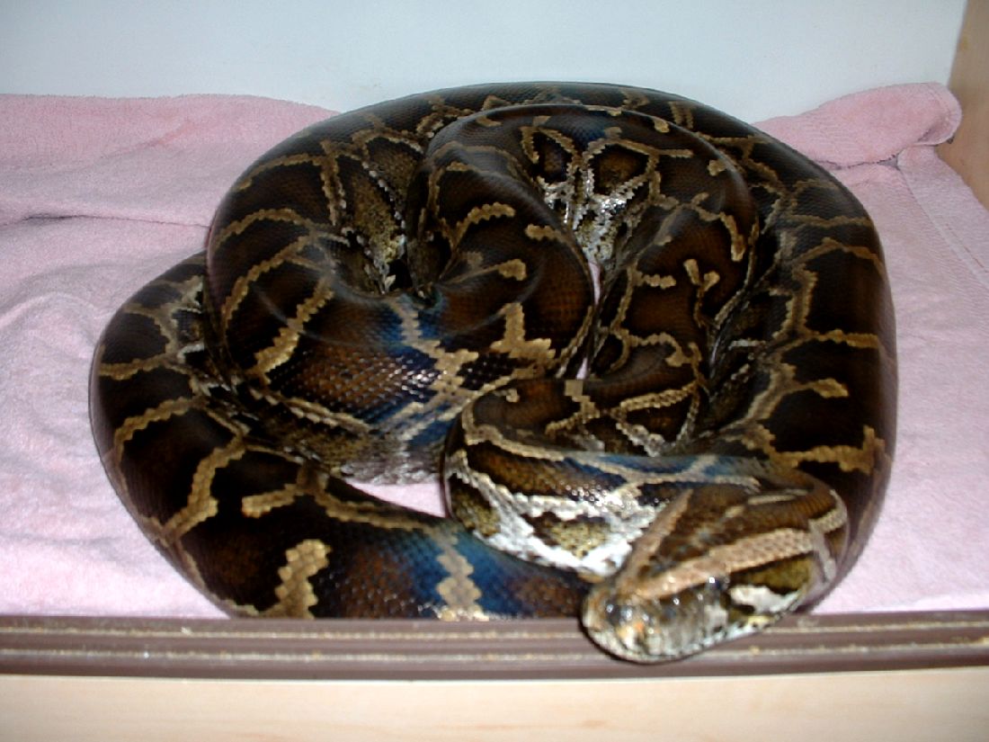 Rikki the Burmese Python (girl)
