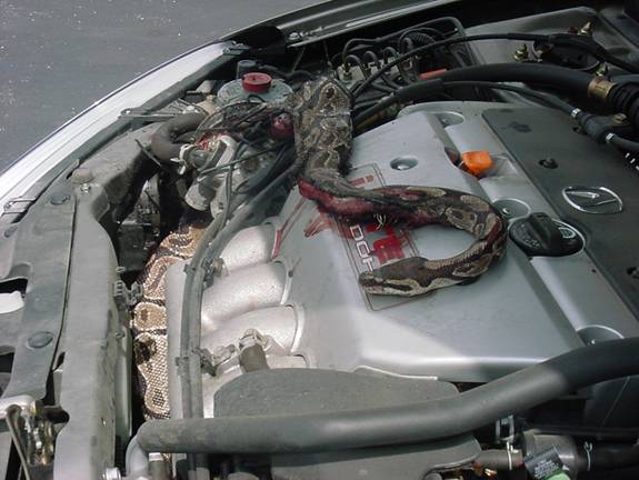 Snake in Engine 2