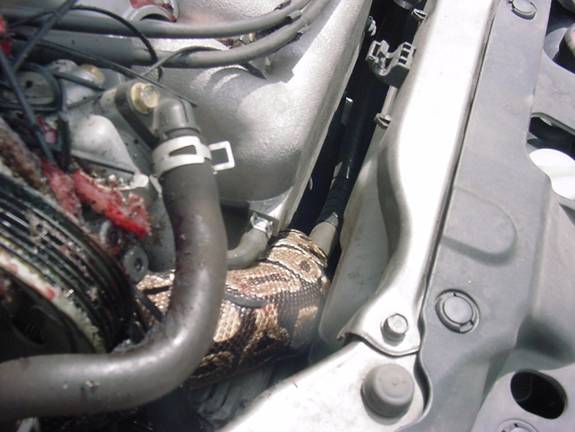 Snake in Engine 3