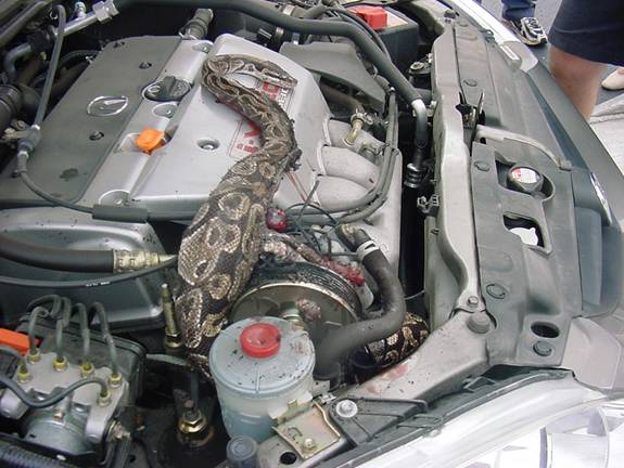 Snake in Engine 5