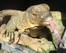 Tongue Out