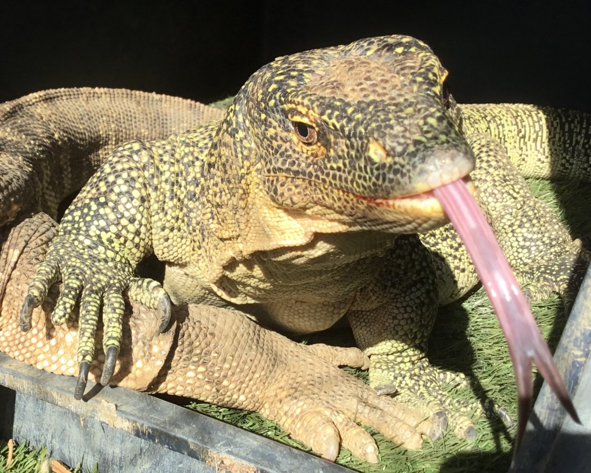 Tongue Out