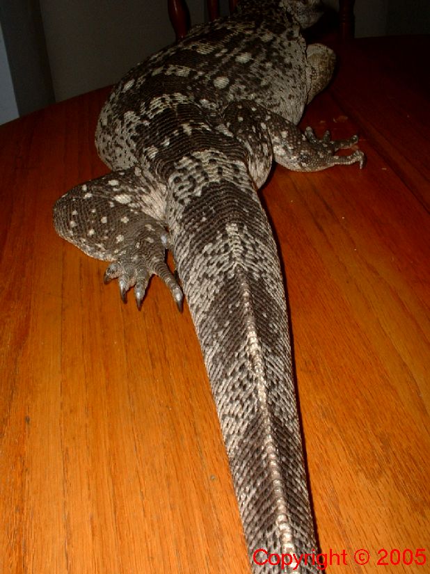 White Throated Monitor Behind 8.14.05