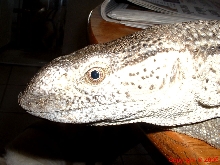 White Throated Monitor Head 8.14.05
