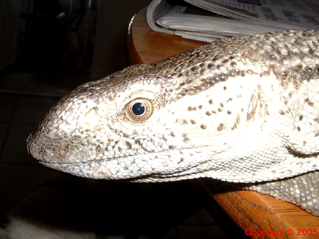 White Throated Monitor Head 8.14.05