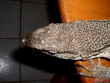 White Throated Monitor Above 8.14.05