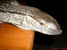 White Throated Monitor Head Rt Side 8.14.05