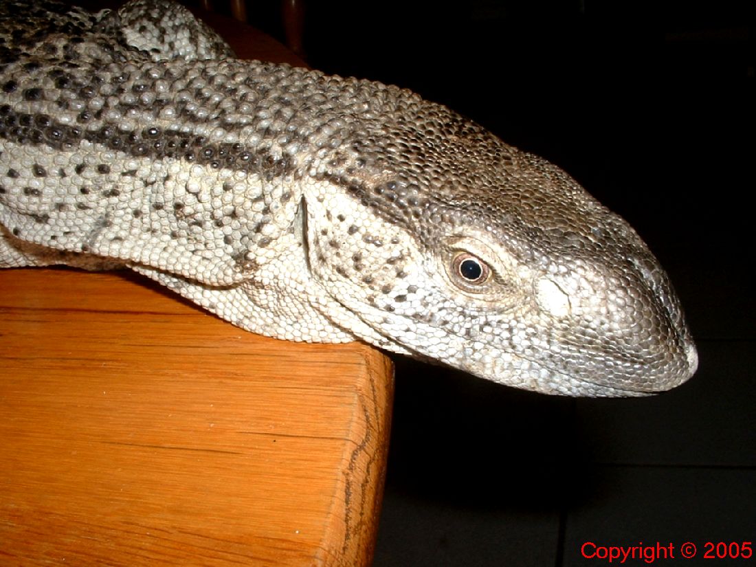 White Throated Monitor Head Rt Side 8.14.05