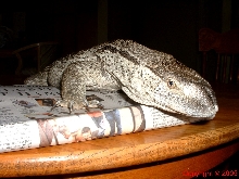 White Throated Monitor RF View 8.14.05
