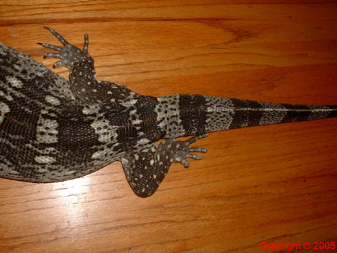 White Throated Monitor Rear Half 8.14.05