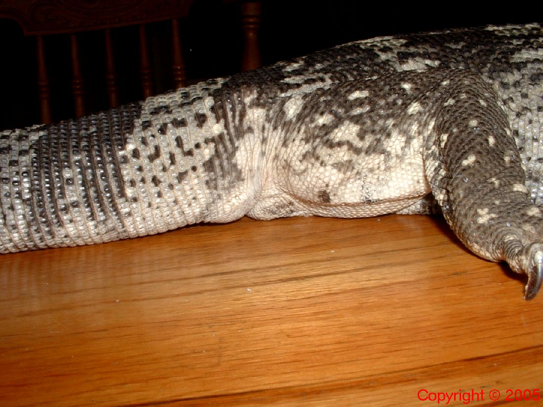 White Throated Monitor Tail Base 8.14.05