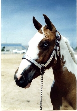 Shiloh
